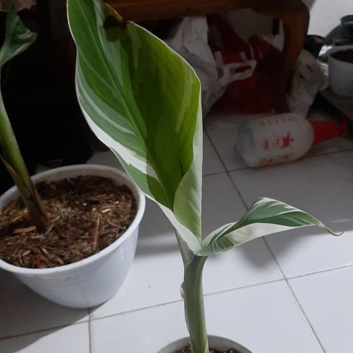 Code Bibit Pisang Variegata Musae ATX