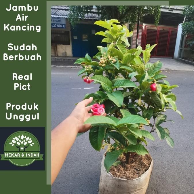 Pohon jambu air kancing merah besar, tanaman buah jambu air kancing Aww