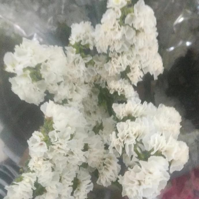 TERBARU BUNGA STATICE / BUNGA TANGKAI STATIS/ BUNGA STATIS FRESH