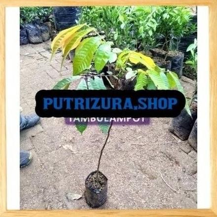 Bibit Tanaman Buah Matoa Okulasi Stek PREMIUM