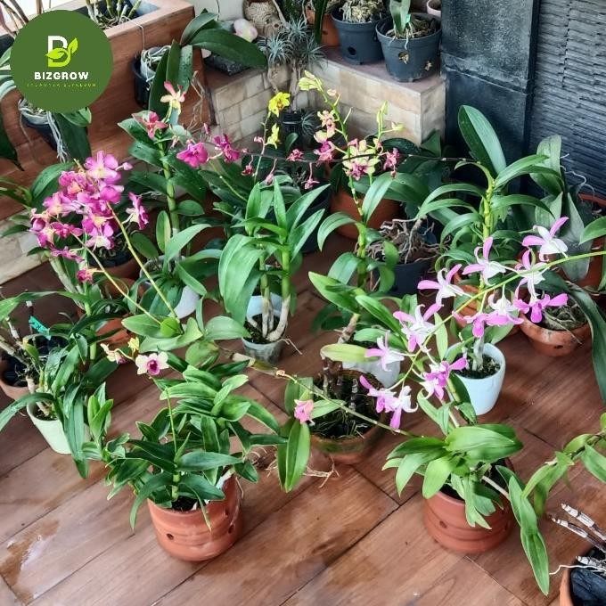ANGGREK DENDROBIUM SPIKE DEWASA