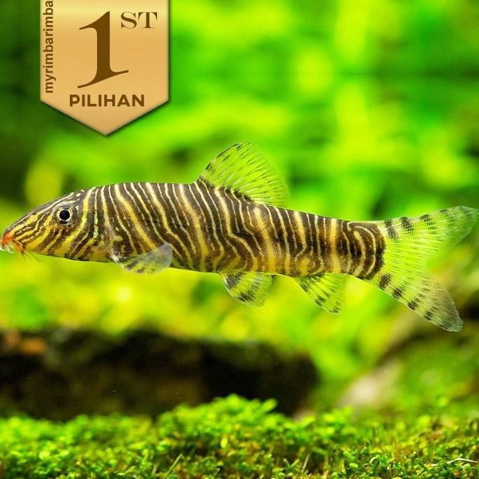 Botia Green Jumbo Tiger Ikan Hias Aquascape Hiasan Aquarium Tanaman Air