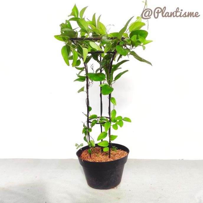 Tower Planter Mini | Tanaman Rambat Cincau Anggur Binahong Bunga Mawar