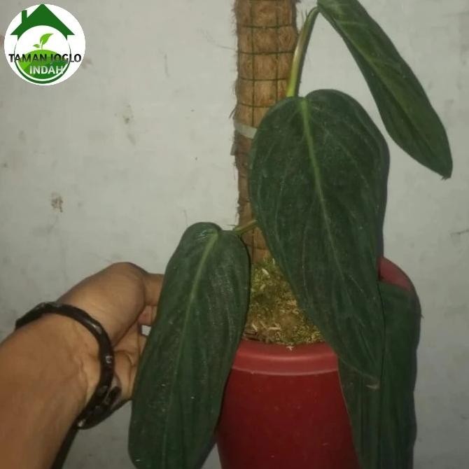 Tanaman hias philodendron Gigas promo