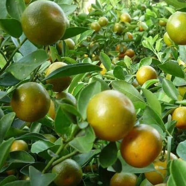 

jeruk sonkit pontianak suda ada buanya