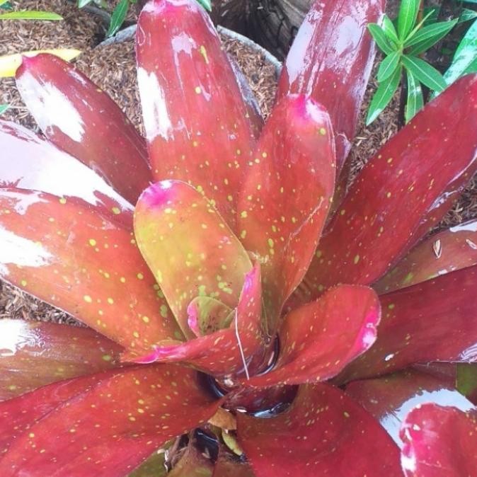 tanaman bromelia giant red neorelia/tanaman hias indoor/bromelia