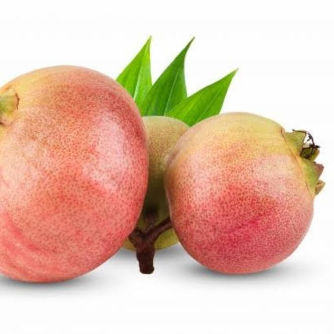 

Syzygium Jambos | Rose Apple Pomarosa | Pohon Buah Segar Jambu Mawar