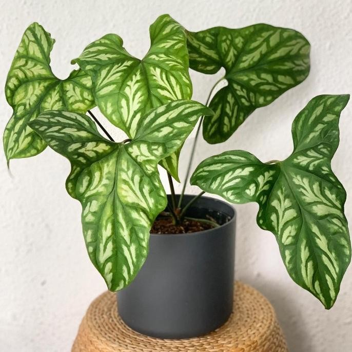 Tanaman keladi tato besar / cercestis mirabilis / Alocasia cercetis