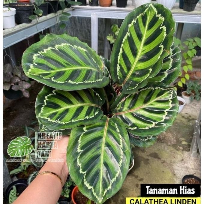 Tanaman Hias Calathea Linden - Calathea Linden