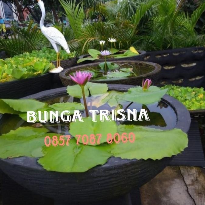 Pot bulat minimalis / pot teratai / pot tanaman air 50cm