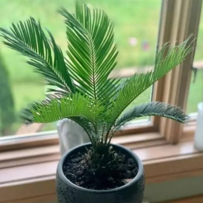 Bibit Pohon Palem Sikas - Tanaman Hias Pohon Sikas Tanaman hias hidup