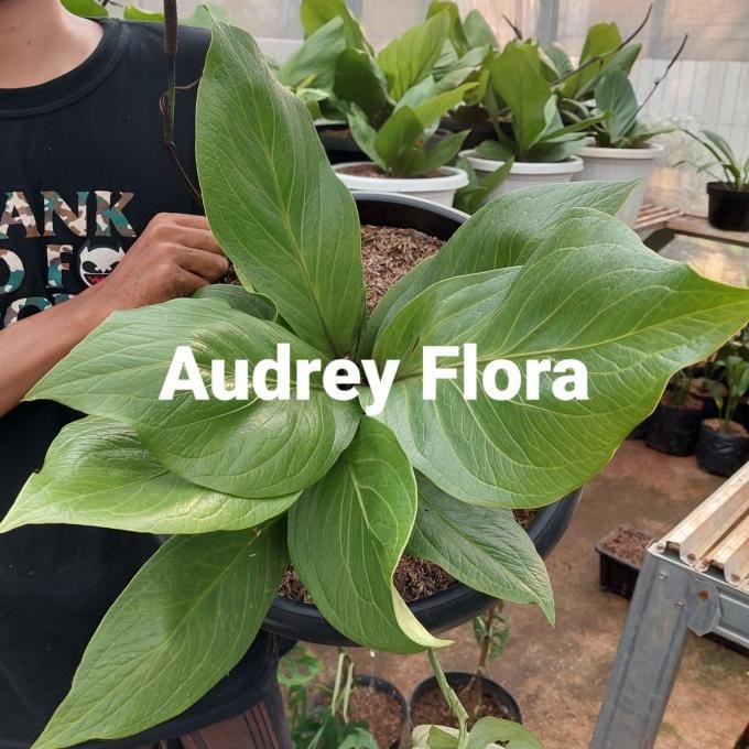 Terlaris Tanaman Hias Anthurium Jemani Jumbo - Anthurium Jumbo