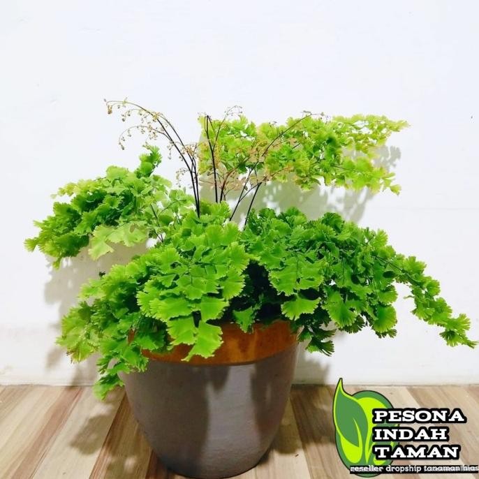 Terlaris Tanaman Hias Suplir Kribo - Tanaman Hias Suplir - Suplir Kribo