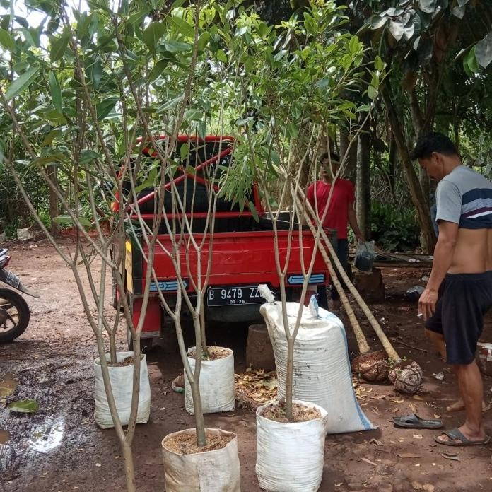 Terlaris Pohon Bunga Tabebuya Sakura Pink 2 Meter /Tanaman Hias Tabibuya