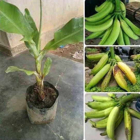 bibit pisang tanduk byar AZZ