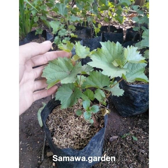 Bibit buah anggur moondrop FFFF