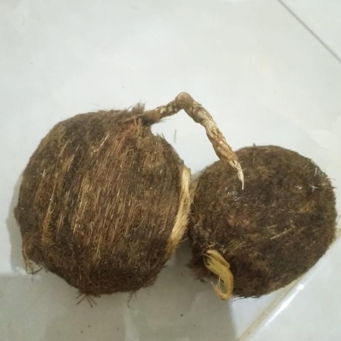 Benih Bibit Pohon Lontar Penghasil Legen Toak Dan Buah Siwalan FFFF