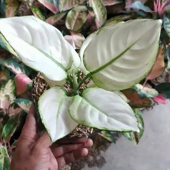 Terlaris Tanaman Hias Aglonema Jenis Super White