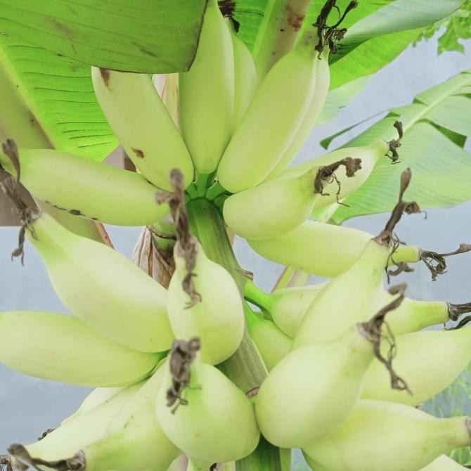bibit pisang mas gading AZZ