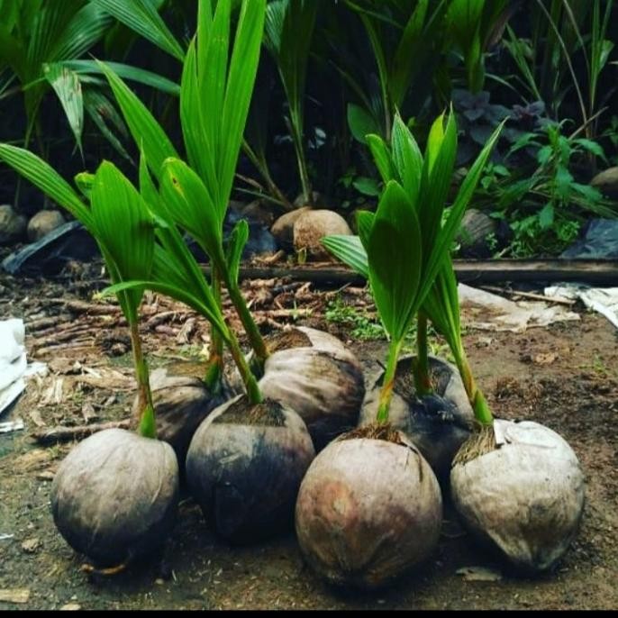 BIBIT KELAPA HIBRIDA BUAH JUMBO/ KELAPA HIJAU HIBRIDA BUAH BESAR ASLI