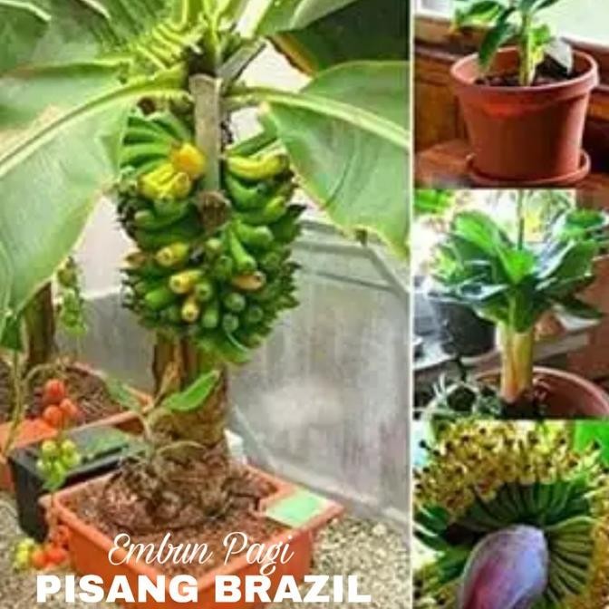 Bibit Pohon Pisang Brazil Pendek berbuah Tambulanpot AZZ
