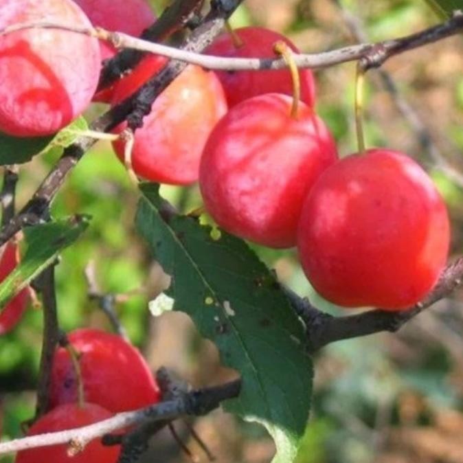 Promo Bibit Buah Plum Merah / Red Plum, Cepat Berbuah FFFF