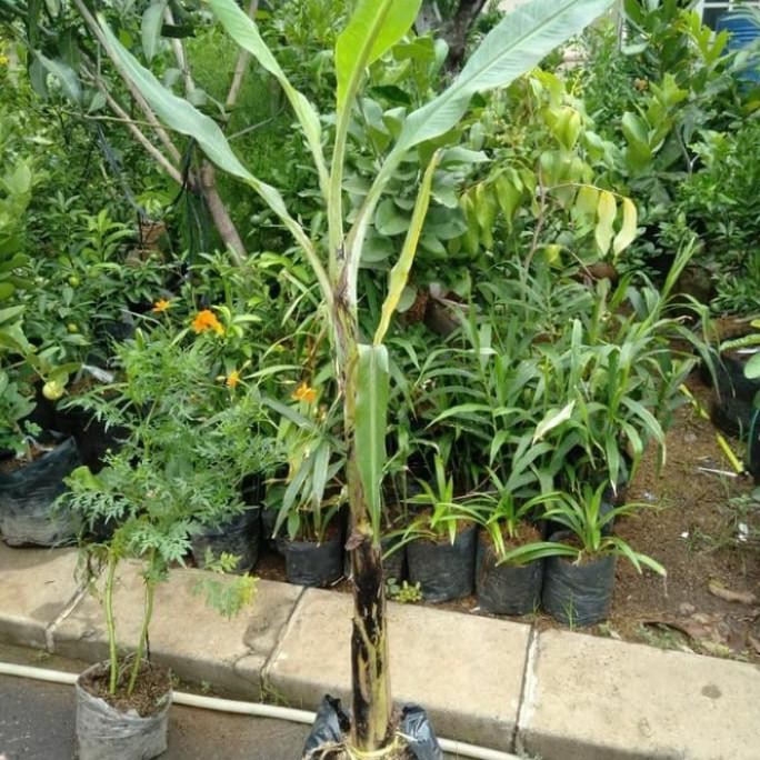 bibit pohon pisang raja/pohon buah pisang raja AZZ