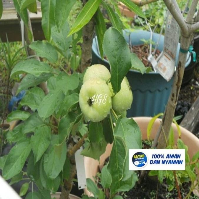 [Beli 2 Gratis 1] Bibit Tanaman Buah Pohon Bidara India (Apel Putsa)