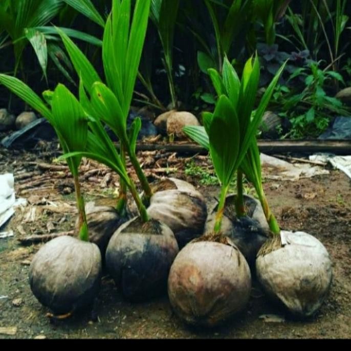 Bibit Kelapa Dwarf Berkualitas/ Bibit Buah Kelapa Dwarf Genjah Super