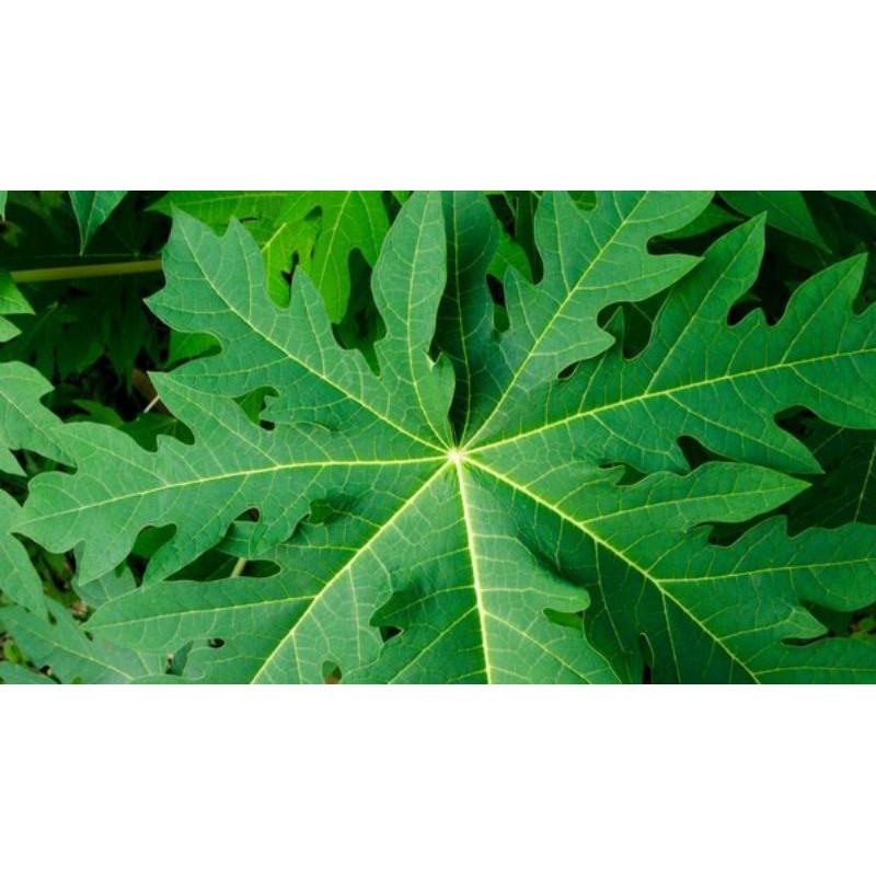 

Daun pepaya segar termurah berkualitas per 1 ikat daun gandul fresh