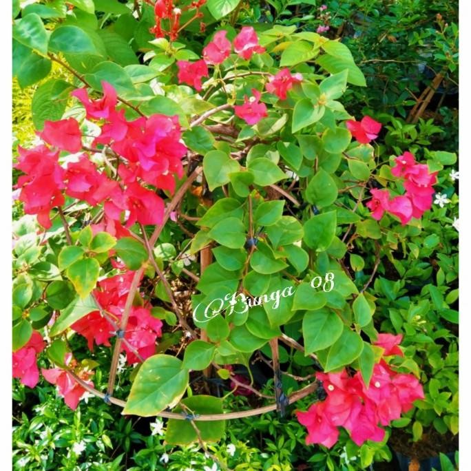 Terlaris Tanaman Hias Bougenville / Bunga Kertas / Bunga Bougenville Merah