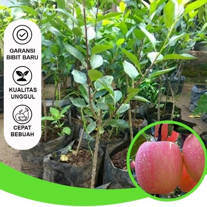 Bibit Buah Bibit Apel Fuji Bibit Buah Unggul Siap Berbuah Bibit