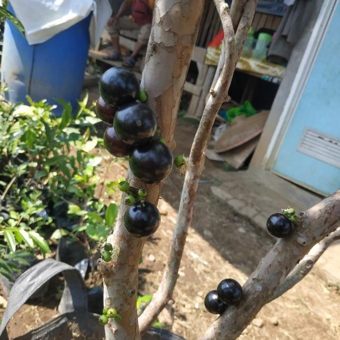 Bibit tanaman pohon buah anggur brazil atau kupa landak sudah berbuah