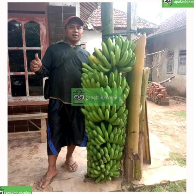 Bibit Pisang Fhia 17 Modern | Pisang Cavendsih Fhia 17 PREMIUM