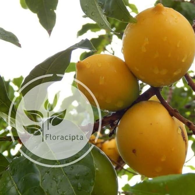 Bibit Sawo Abiu Pohon Sawo Abiu Bibit Pohon Sawo Abiu Sawo Australia