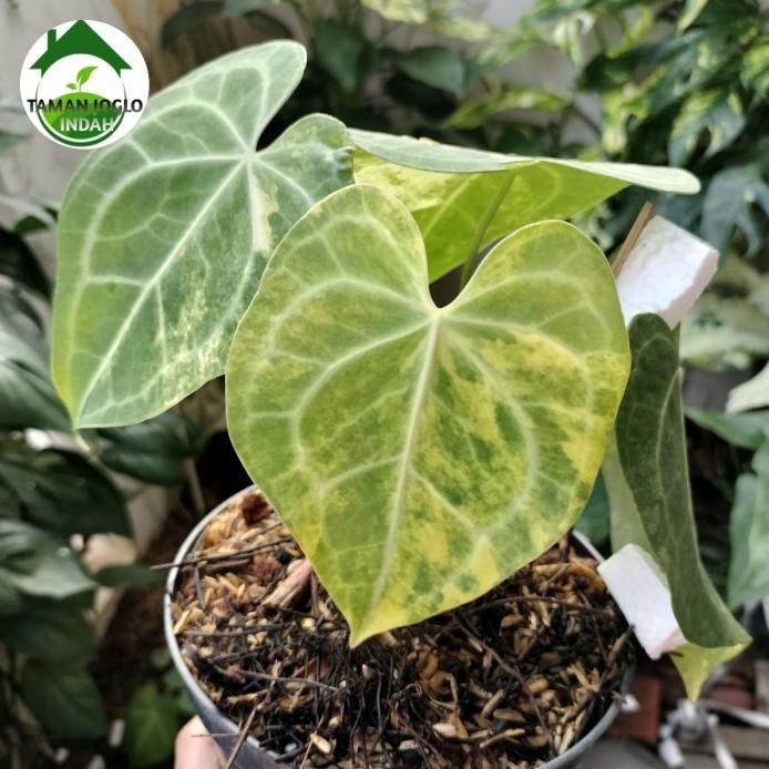 Terlaris Tanaman Hias Clarinervium Variegata Cantik Promo