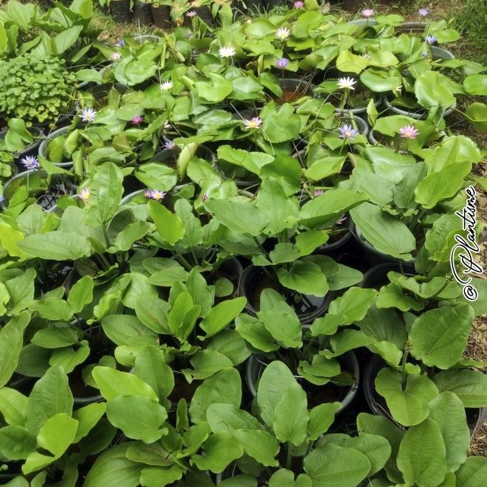 Tanaman Hias Air Bunga Melati Air Putih Water Garden Kolam Ikan Koi murah
