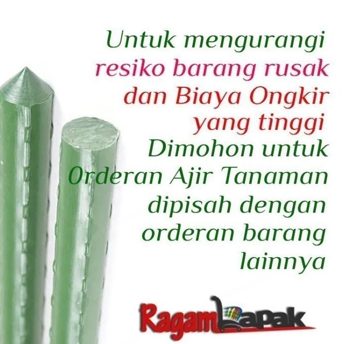 5 pcs Plant Stake / Ajir Tanaman / Ajir Turus Modern 16 mm x 180 cm murah