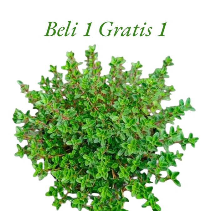 Tanaman Hias Thyme // Tanaman Herbal Thyme murah