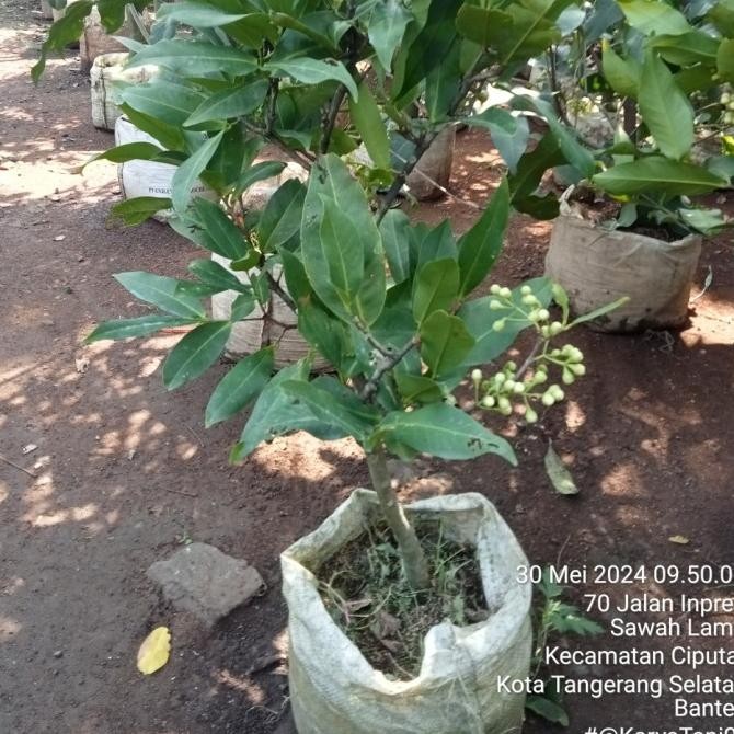 PREMIUM Bibit Pohon Jambu Air Madu Deli/ Pohon Jambu Madu Deli berbuah 1mtr/jambu madu deli