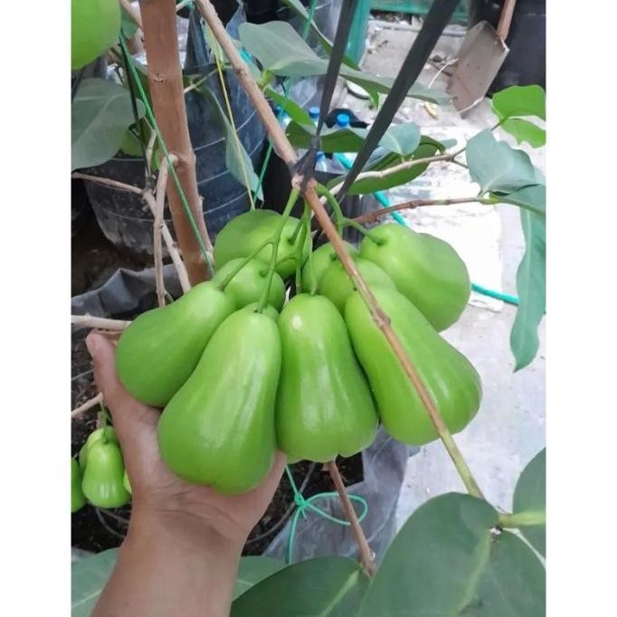 PREMIUM jambu air green giant / buto ijo / bibit jambu air green giant//buto