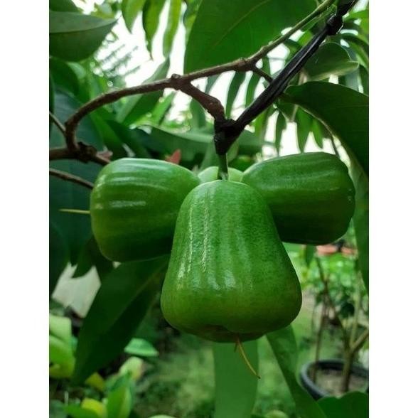 PREMIUM Bibit Jambu Air Kiojok fresh Cangkok