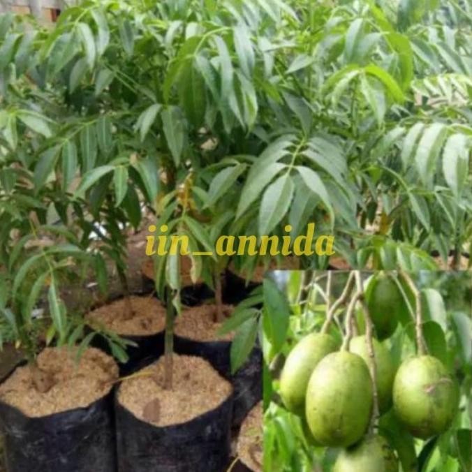 Bibit kedondong/bibit tanaman buah dondong /kedondong SUPER NNNN PREMIUM