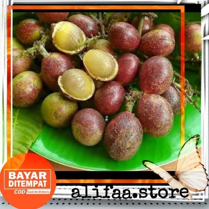 bibit buah matoa unggul // buah matoa SUPER NNNN PREMIUM