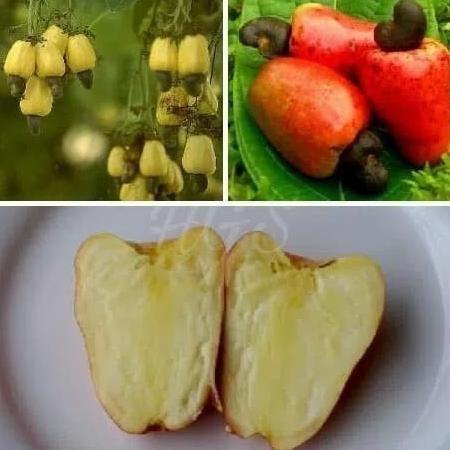 PREMIUM Bibit Jambu mede mete monyet super, okulasi cepat berbuah a