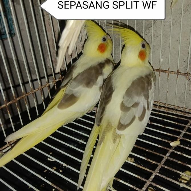 Grosir Falk Australia Sepasang Indukan