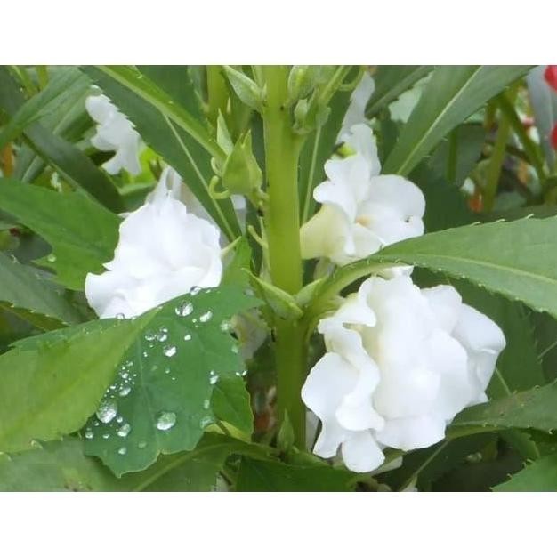 Benih Bibit Biji - Bunga Pacar Air Putih / White Rose Balsam Impatiens murah