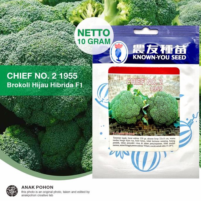 

(1 PACK) Benih Brokoli Hijau Chief No. 2 1955 Hibrida F1 - KYS murah