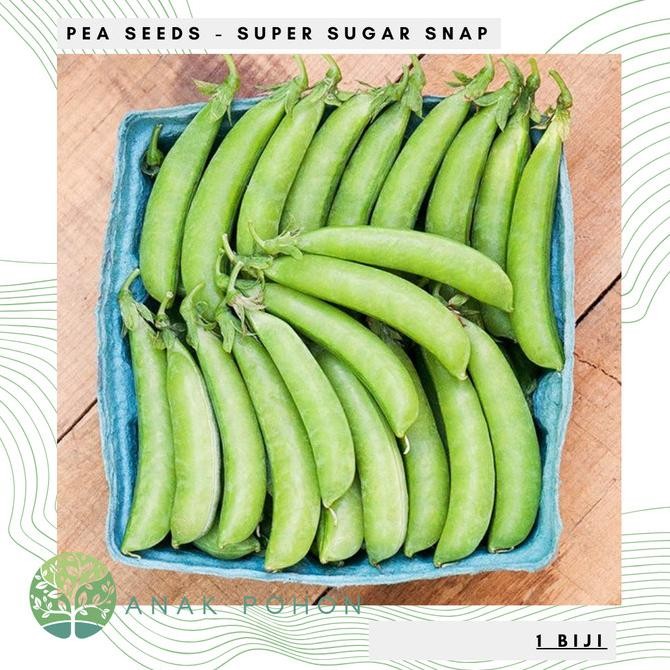 

Benih Bibit Biji - Pea Super Sugar Snap Kacang Polong Seeds - IMPORT murah