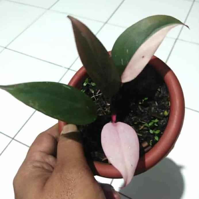 Terlaris Tanaman Hias Philodendron Pink Princess Galaxy Lokal Rawatan Real Pic